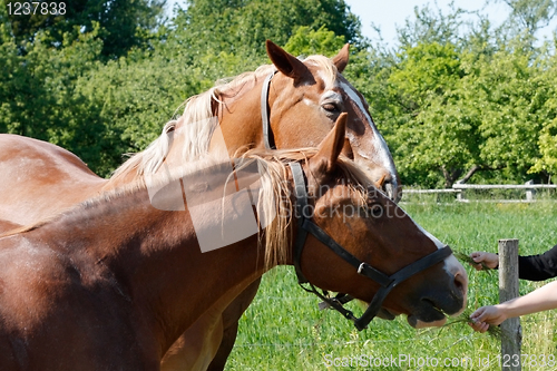 Image of Horses