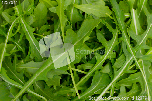 Image of Rocket salad