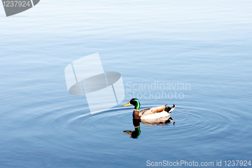 Image of Duck