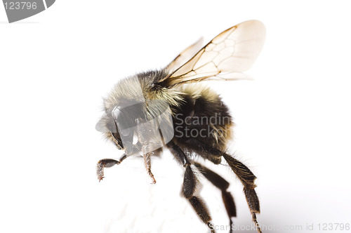 Image of bee trying to walk