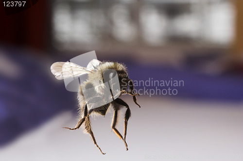 Image of flying bee