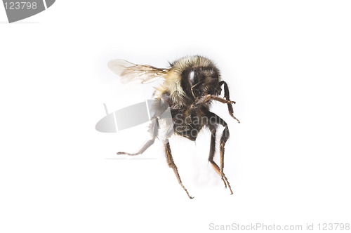 Image of flying bee macro