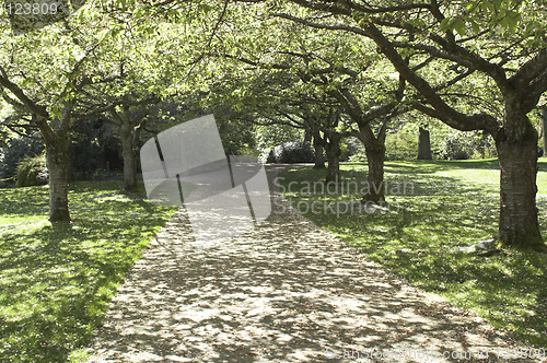 Image of green allee