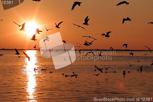 Image of Black Seagulls