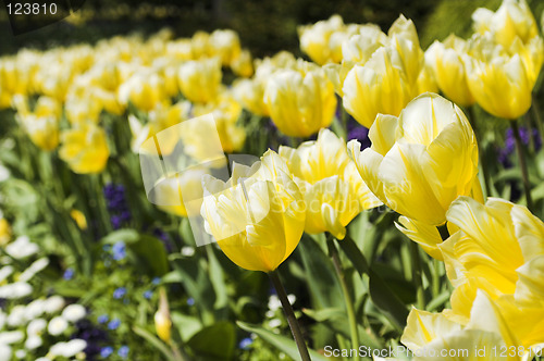 Image of tulips