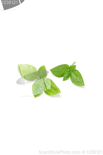 Image of Basil