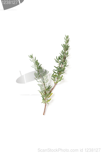 Image of Thyme