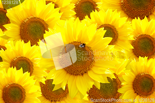 Image of Sunflowers