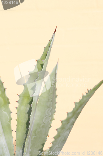 Image of Cactus