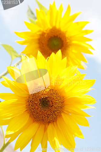 Image of Sunflowers