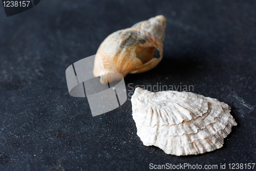 Image of Seashells