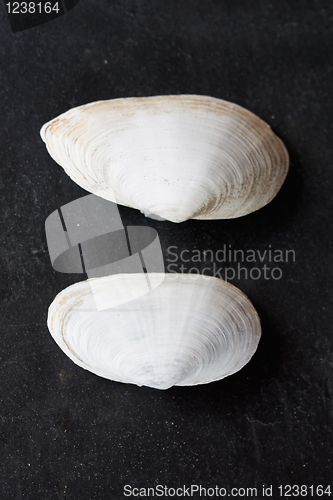 Image of Seashells