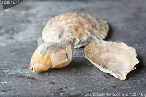 Image of Seashells