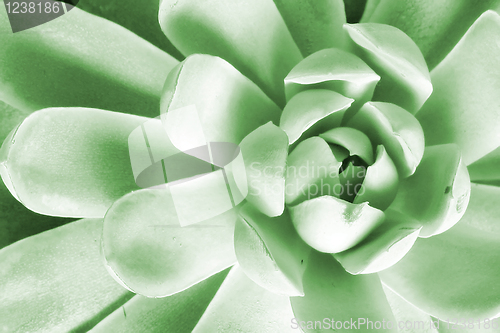 Image of Cactus