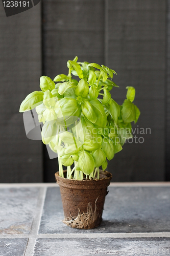 Image of Basil