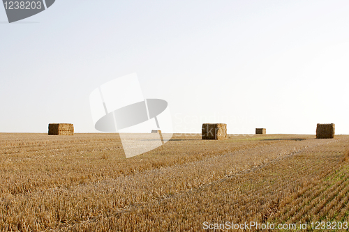 Image of Farming