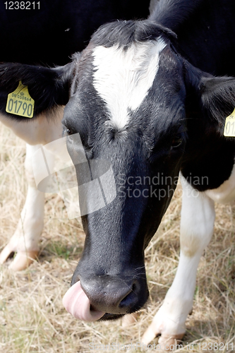 Image of Cow