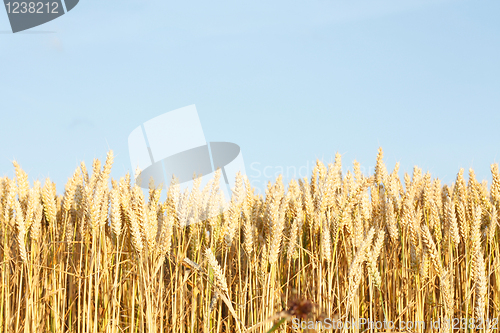 Image of Corn field