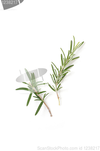 Image of Rosemary