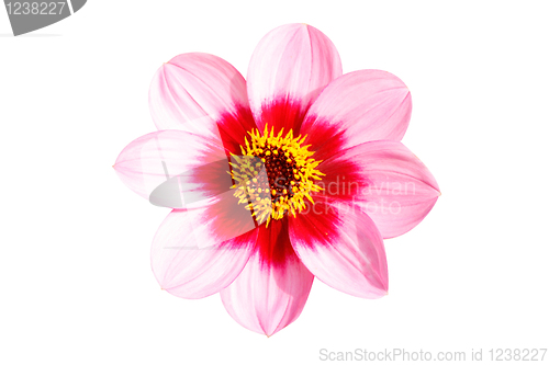 Image of Flower