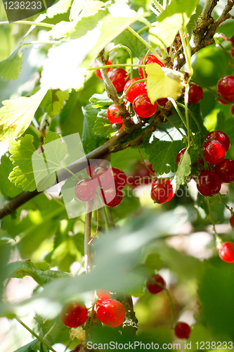 Image of Currants