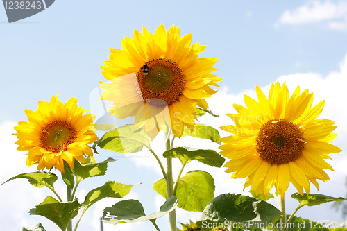 Image of Sunflowers