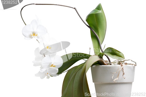 Image of Orchid