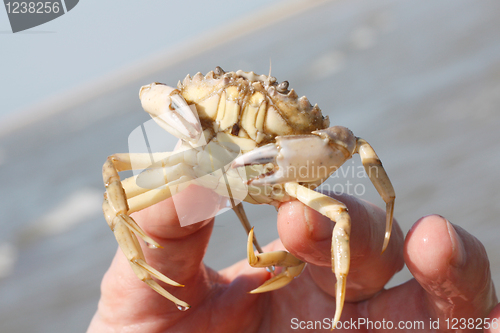 Image of Crab