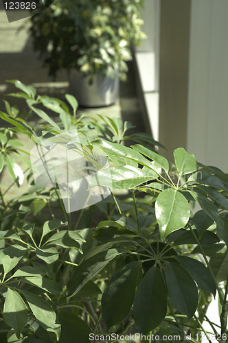 Image of plant