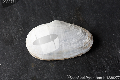 Image of Seashells