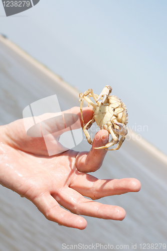 Image of Crab