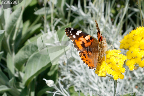 Image of Butterfly