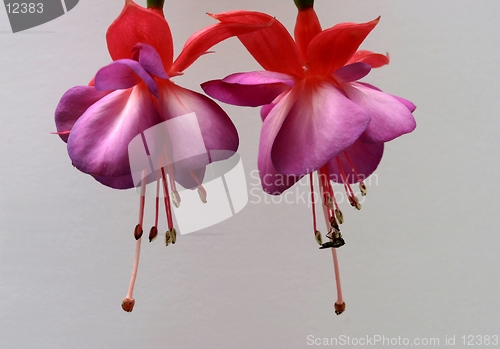 Image of Fuchsia