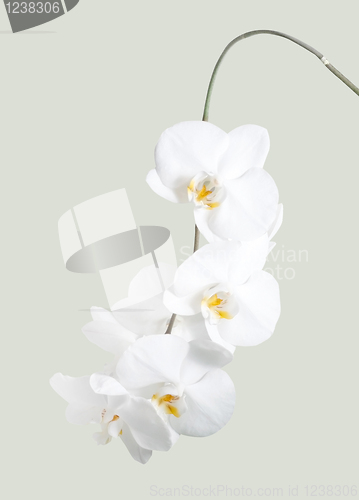 Image of Orchid