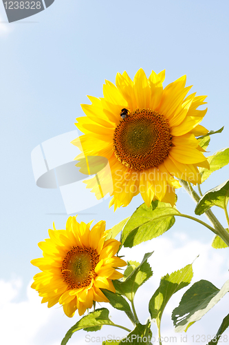 Image of Sunflowers