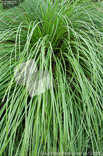 Image of Grass tussock