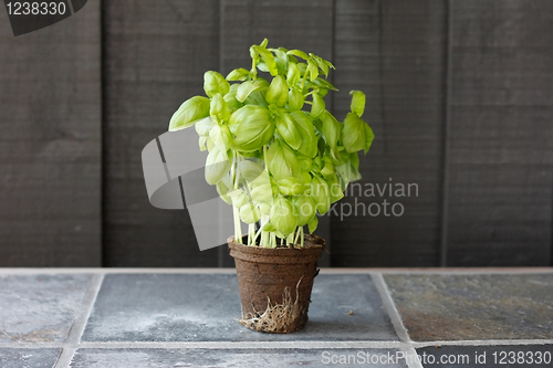 Image of Basil