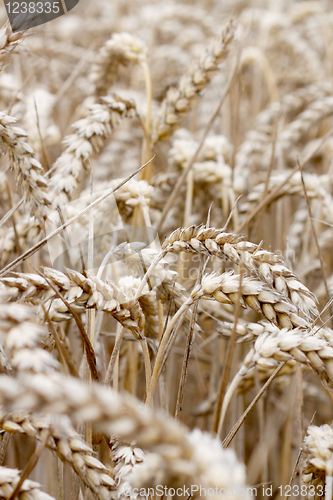 Image of Wheat