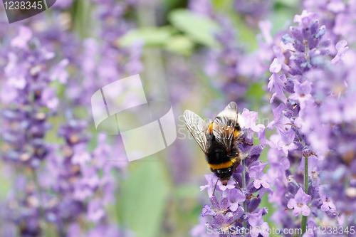 Image of Bumblebee