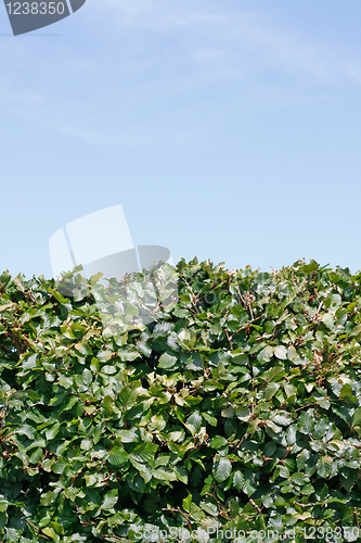 Image of Hedge