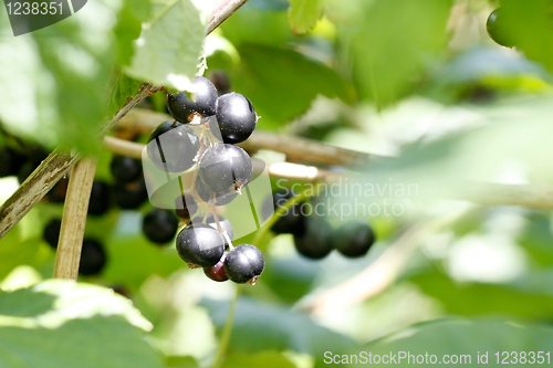 Image of Blackcurrant