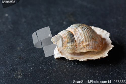 Image of Seashells