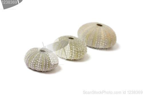 Image of Fossilized sea urchins