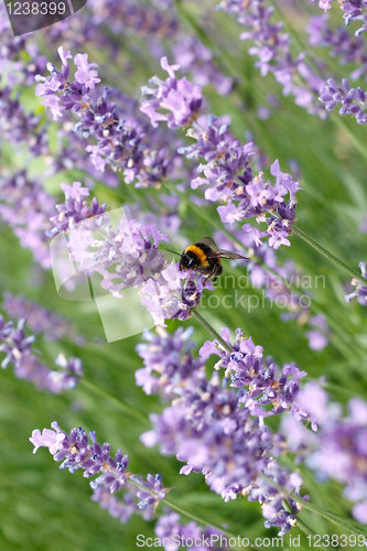 Image of Bumblebee