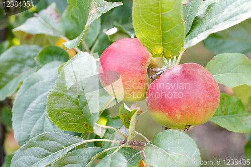 Image of Apples