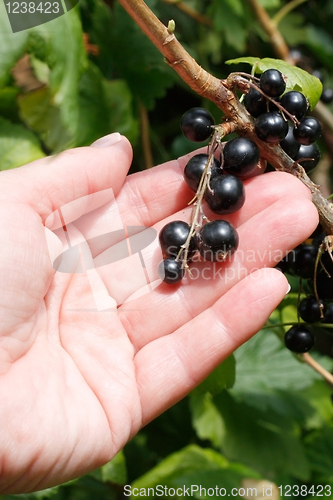 Image of Blackcurrant
