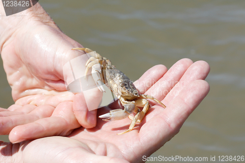 Image of Crab