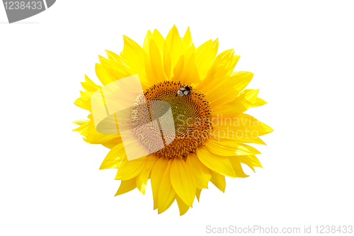 Image of Isolated sunflower