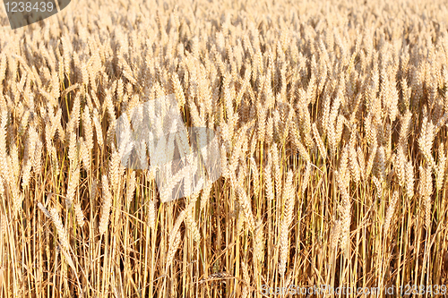 Image of Corn field