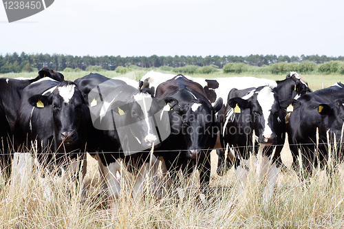 Image of Cows